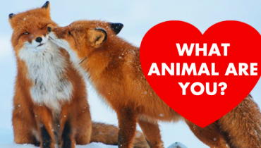 animal-are-you