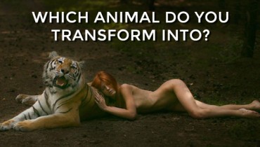 animal-transform