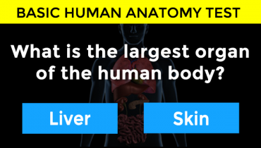 organ-