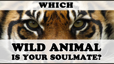 wild-animal-soulmate