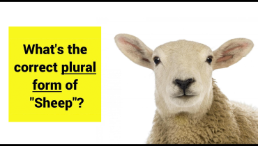 sheep